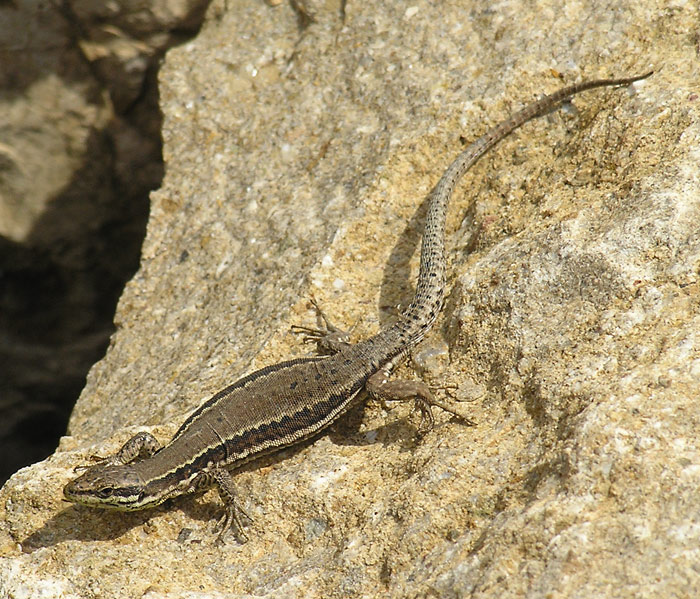 Mauereidechse, Podarcis muralis